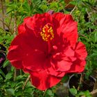 Flor de Hibiscus