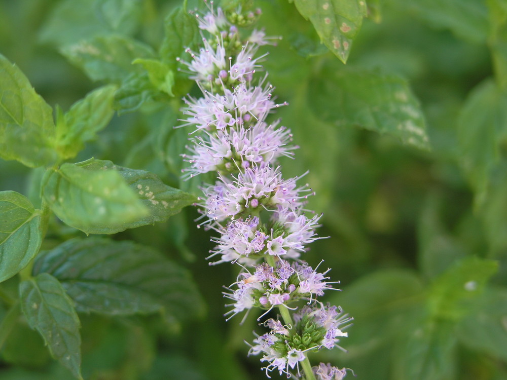 Flor de Hierba Buena