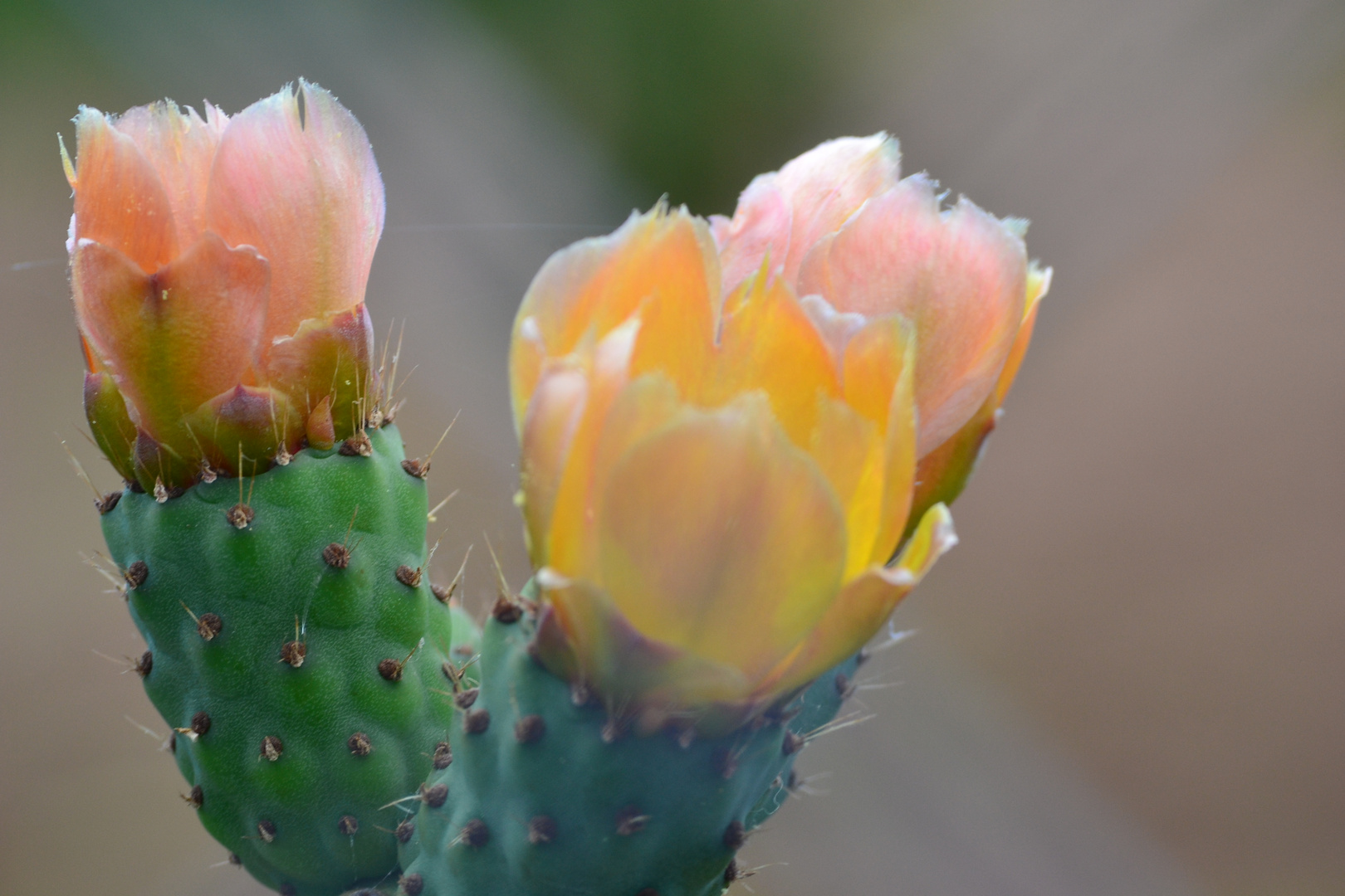 Flor de higo chumbo