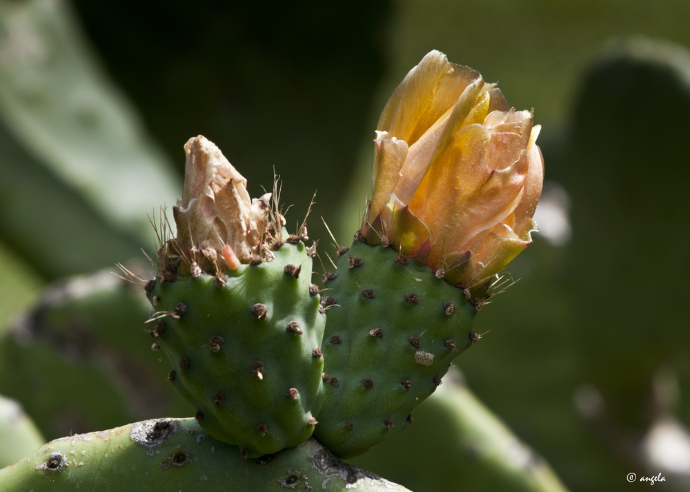 Flor de higo chumbo