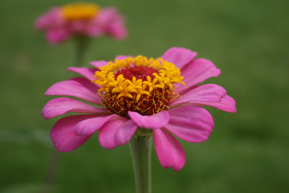 Flor de Hurghada