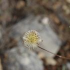 flor de invierno