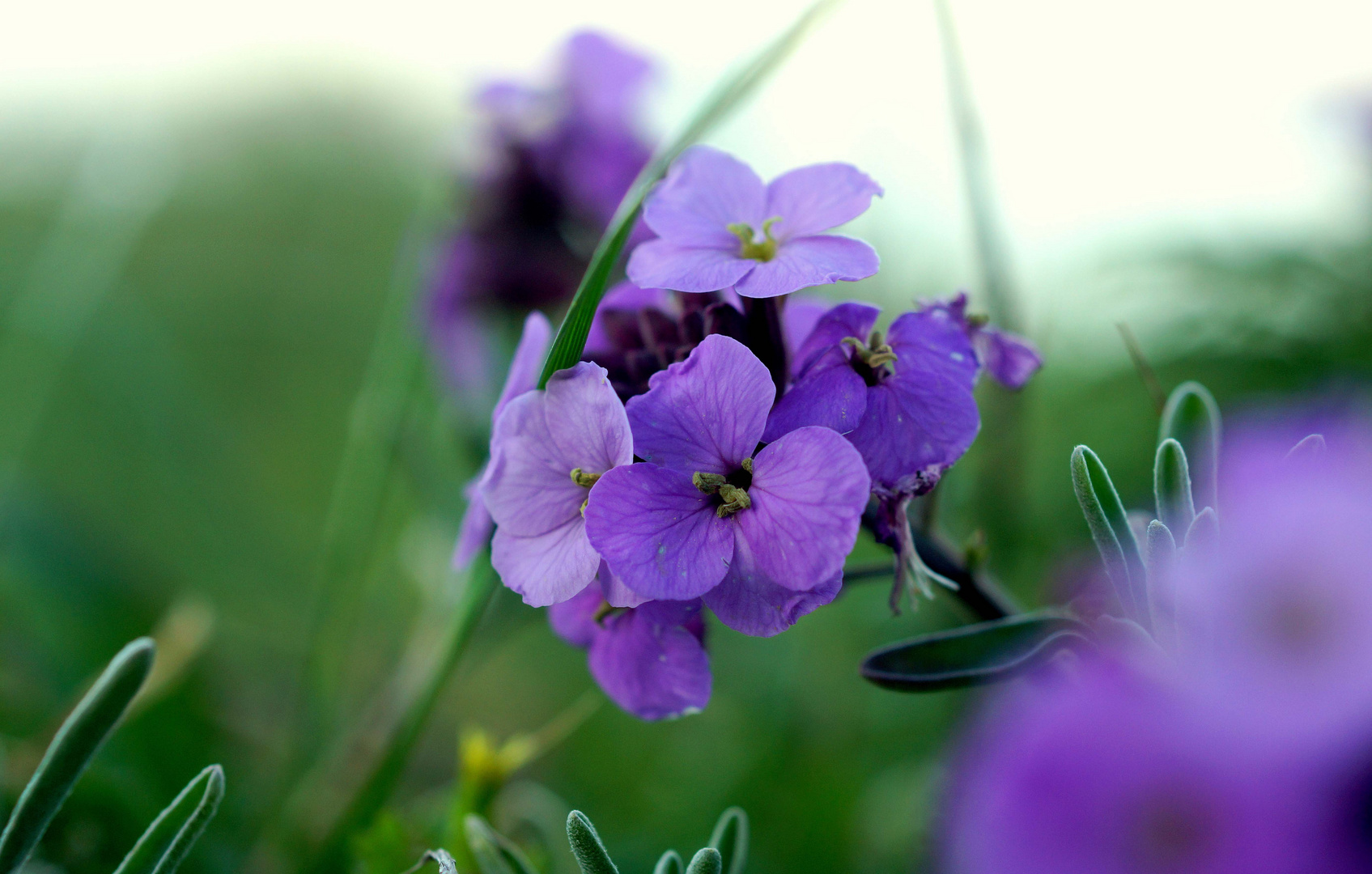 Flor de invierno.