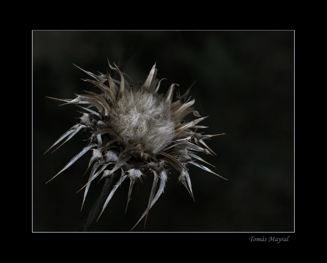 Flor de Invierno