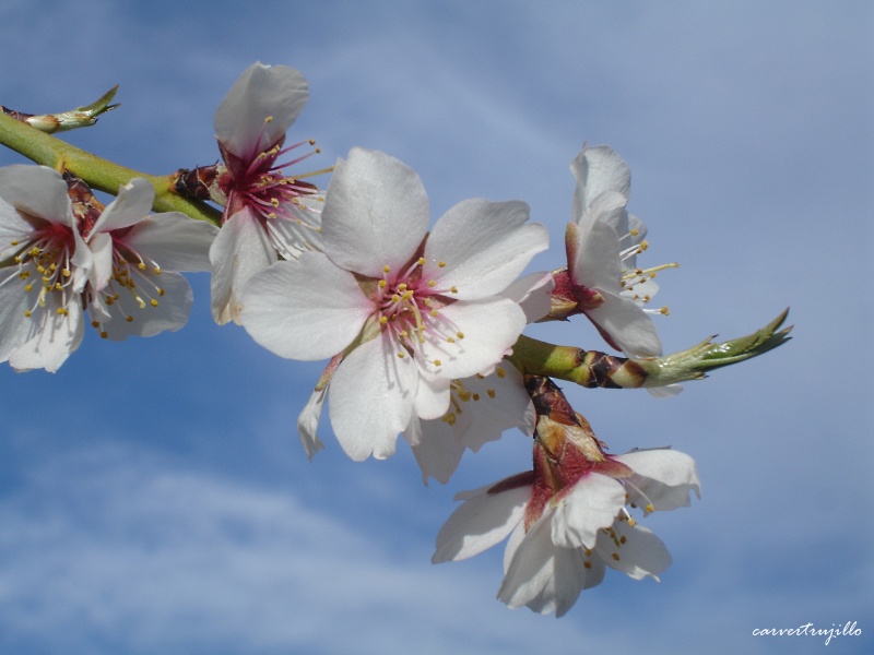 Flor de invierno