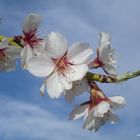 Flor de invierno