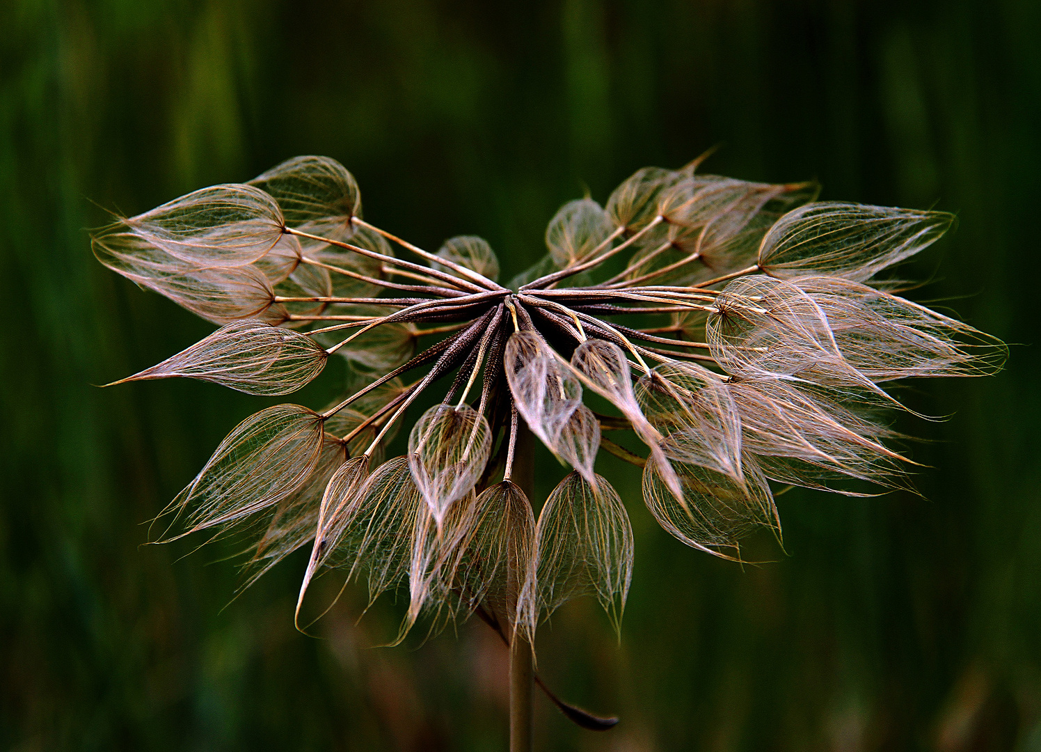 FLOR DE INVIERNO