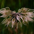 FLOR DE INVIERNO