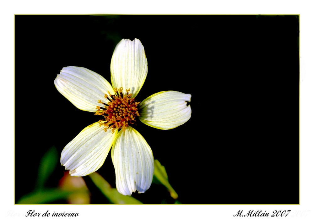 Flor de invierno