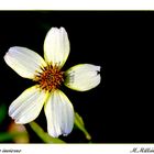 Flor de invierno