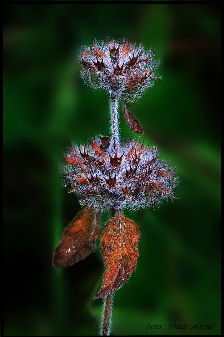 FLOR DE INVIERNO