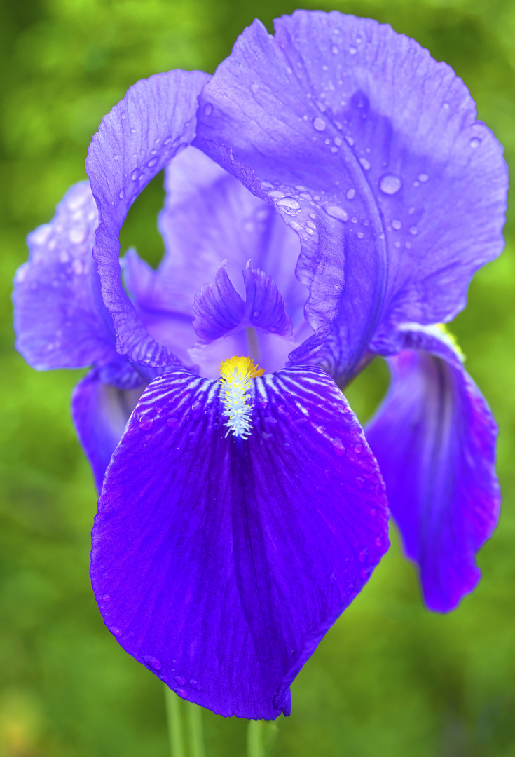 Flor de Iris