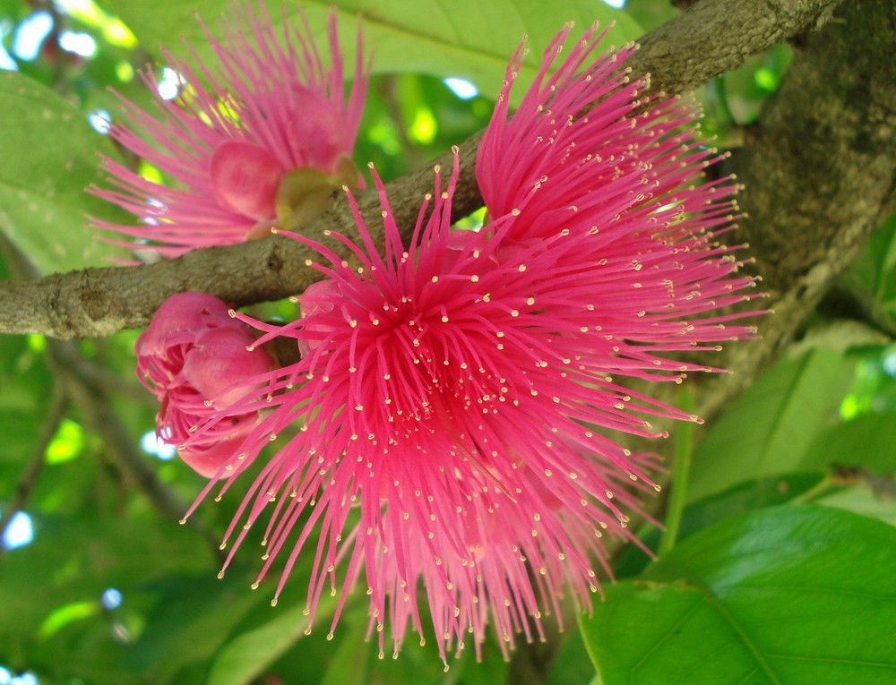 Flor de jambo