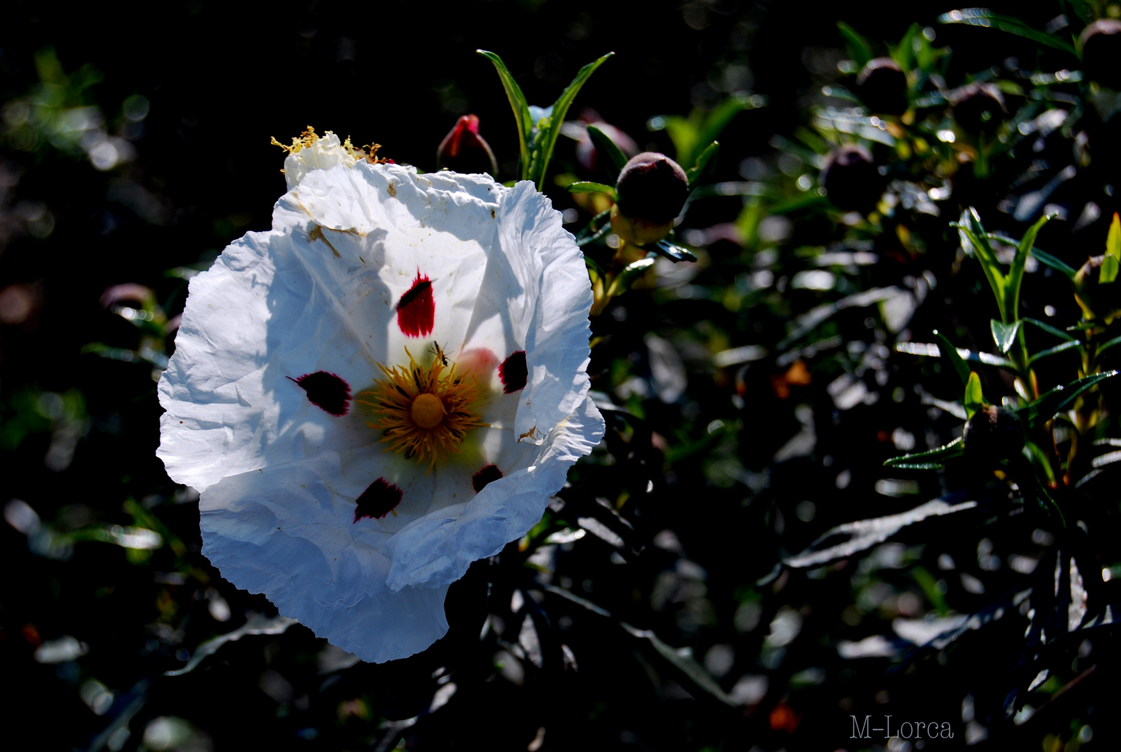 flor de jara