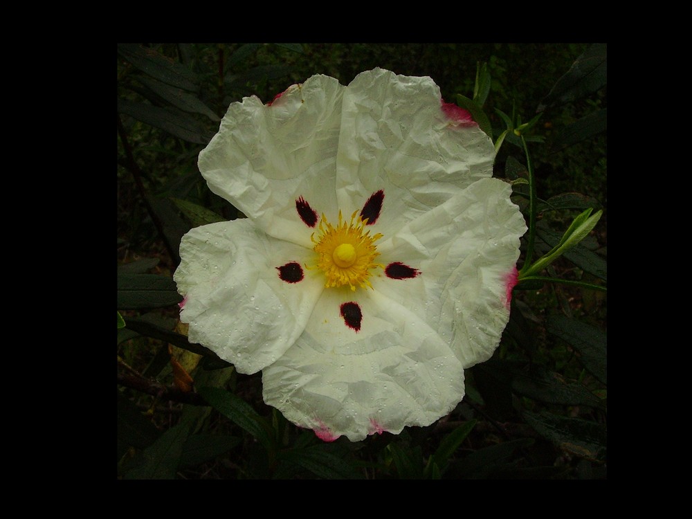 flor de jara