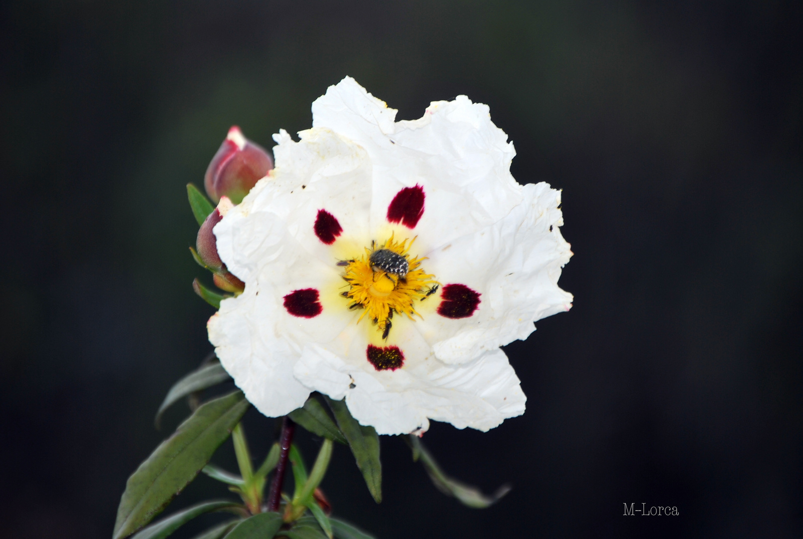 flor de jara  (  con visitantes  ) macro