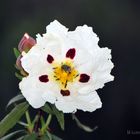 flor de jara  (  con visitantes  ) macro