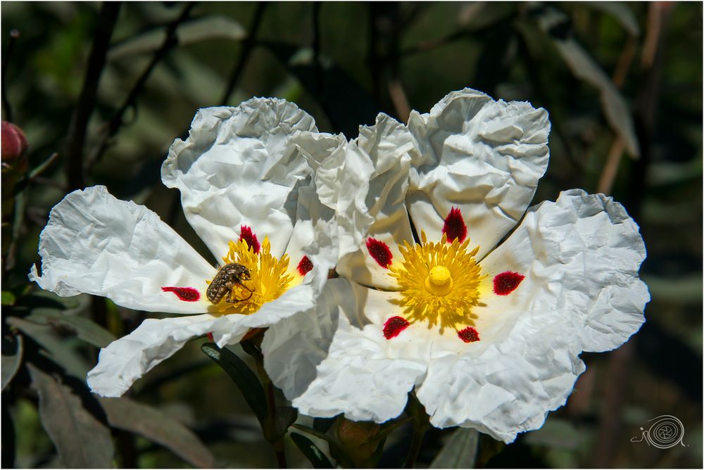 Flor de Jara