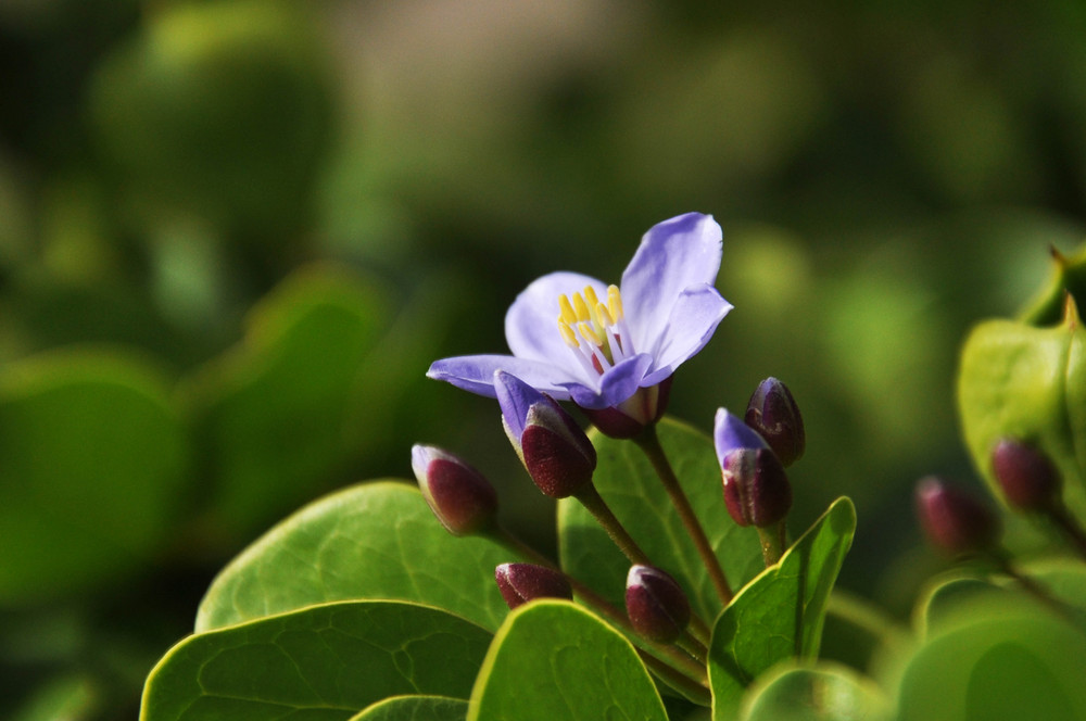 flor de jardin