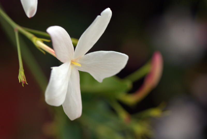 Flor de jazmín