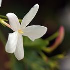 Flor de jazmín