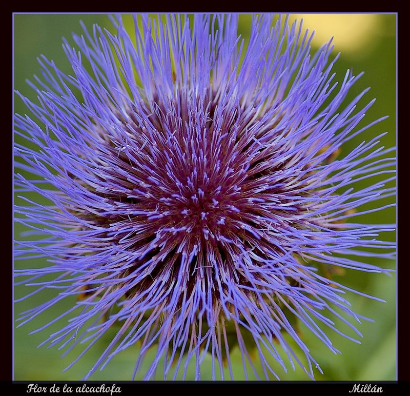 Flor de la alcachofa