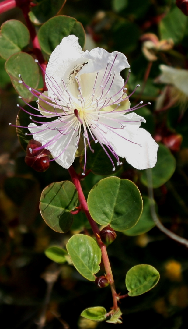 Flor de la Alcaparra