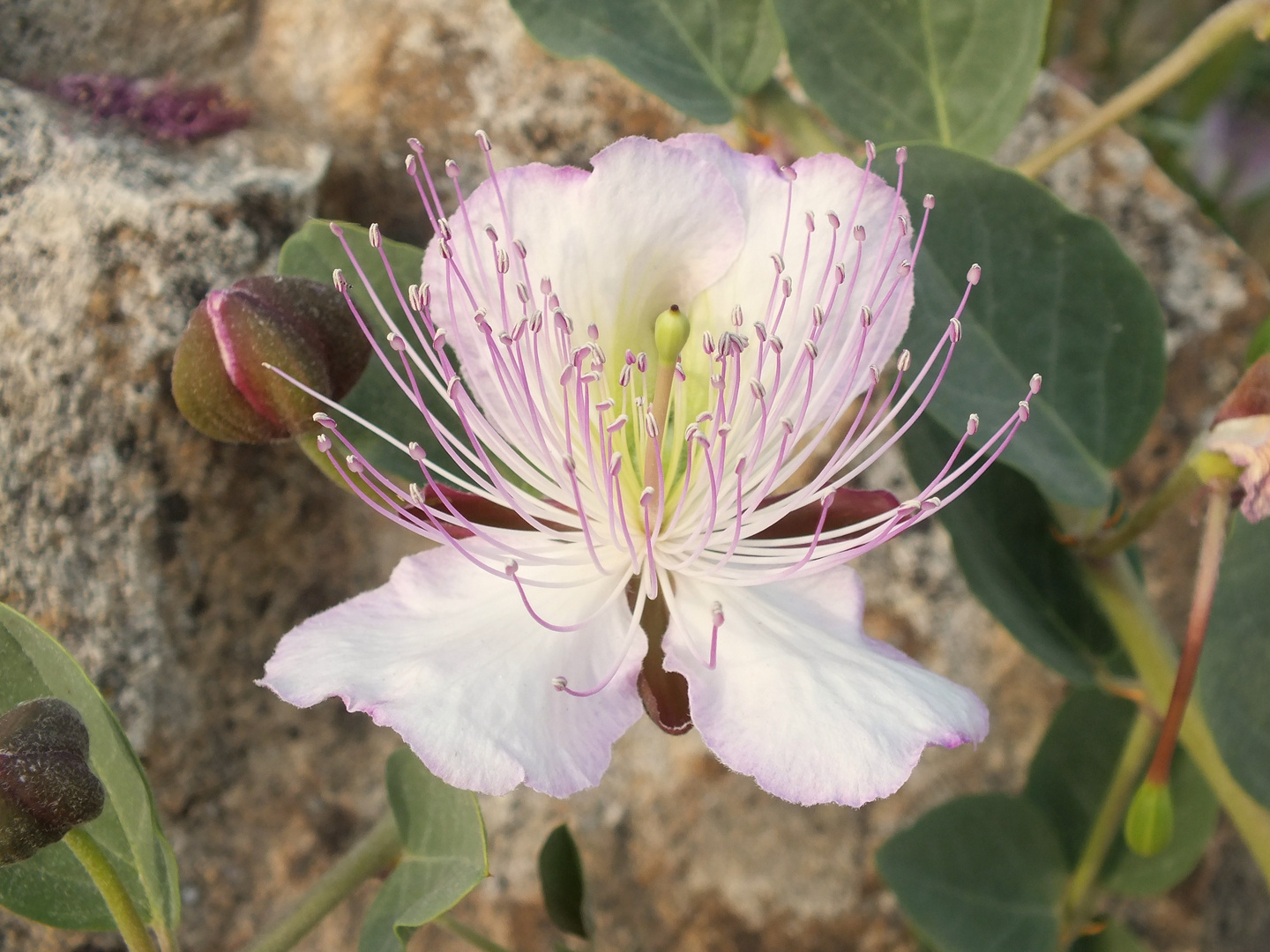 Flor de la alcaparra.