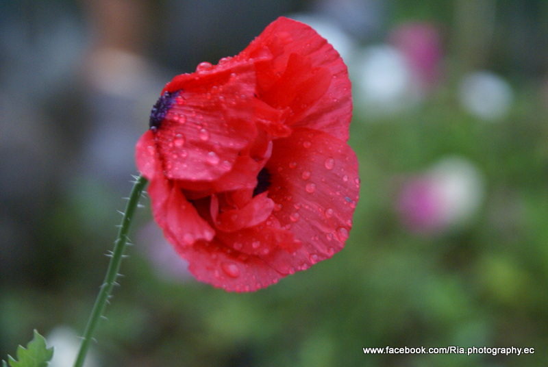 Flor de la amapola