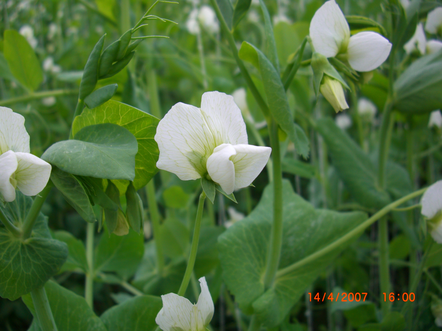 Flor de la arveja