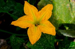 Flor de la calabaza