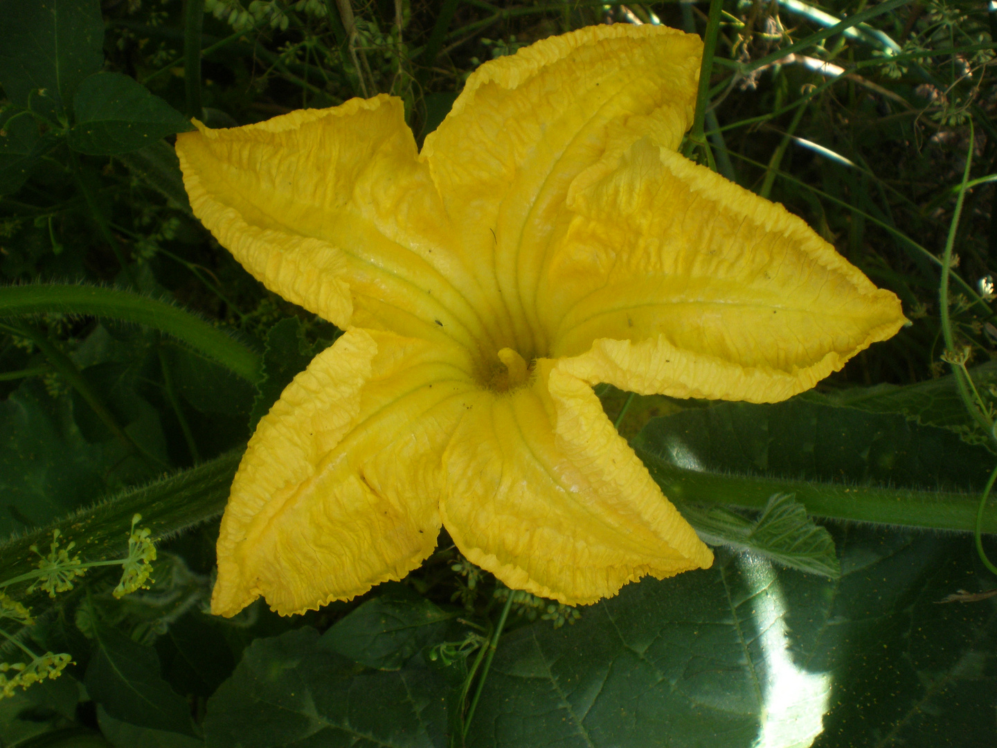 Flor de la calabaza