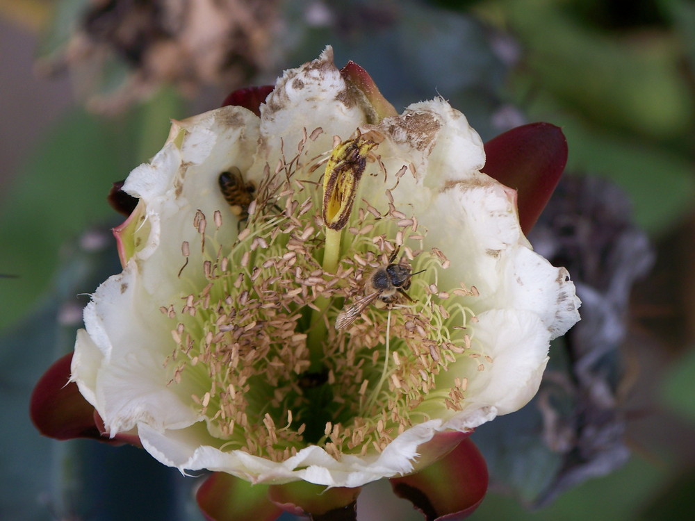 FLOR DE LA CALLE