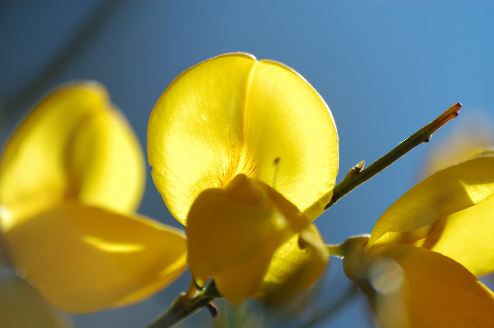 Flor de la Escoba