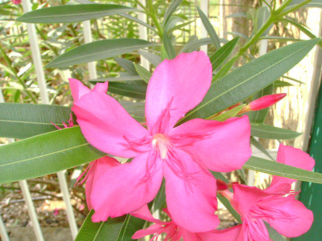 flor de la esperanza