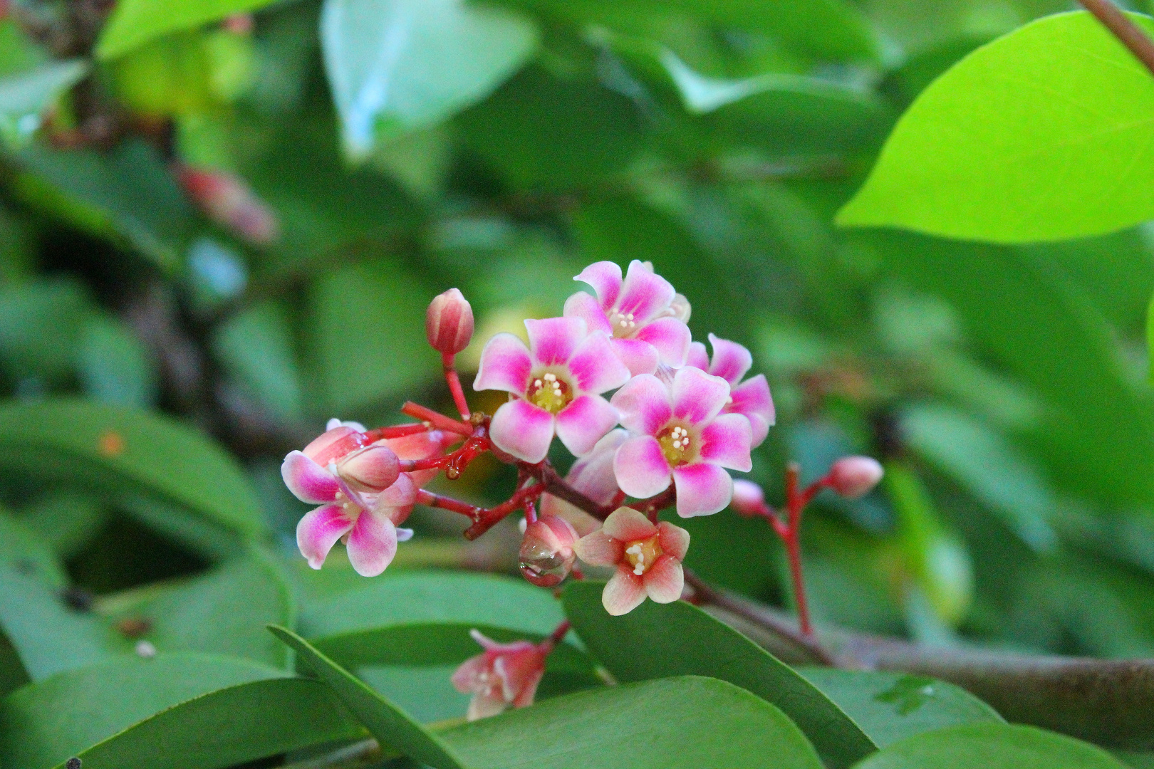 flor de la fruta "carambola"