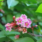 flor de la fruta "carambola"