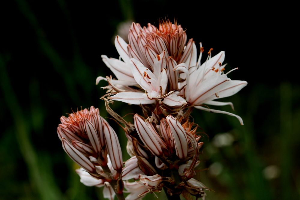 Flor de La Gamona