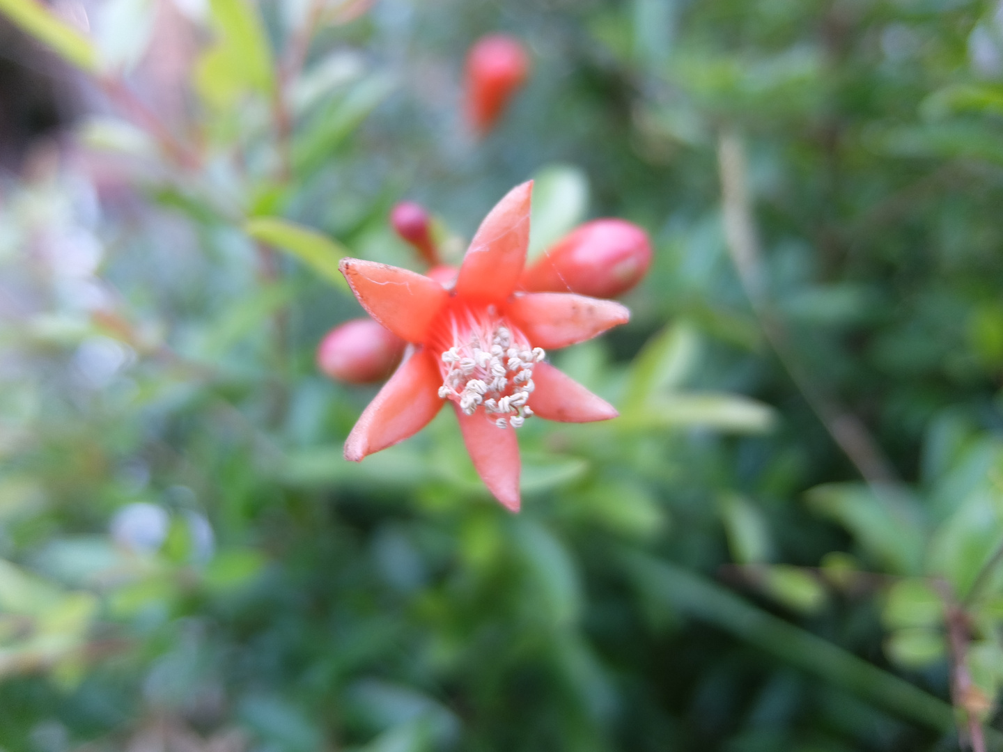 FLOR DE LA GRANADA DE JARDIN