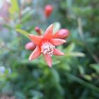 FLOR DE LA GRANADA DE JARDIN