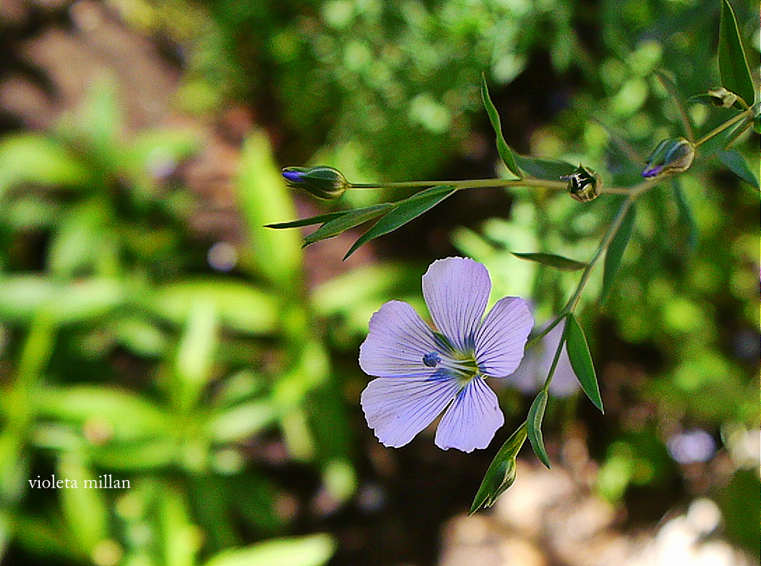 FLOR DE LA ISLA DEL SOL(BOLIVIA)