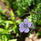 FLOR DE LA ISLA DEL SOL(BOLIVIA)