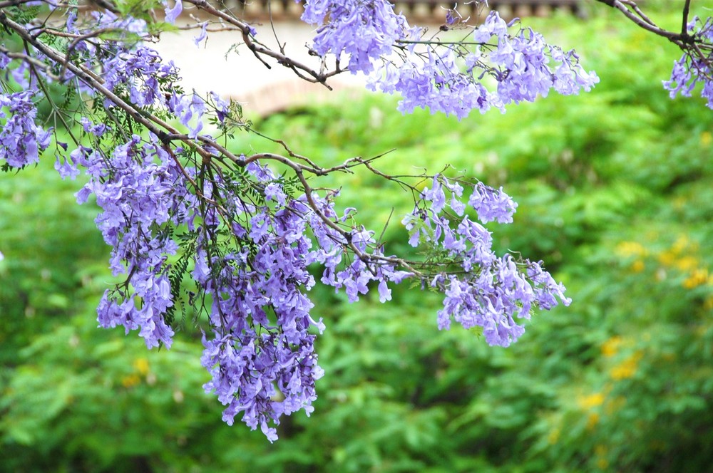 FLOR DE LA JACARANDA, DIVINA