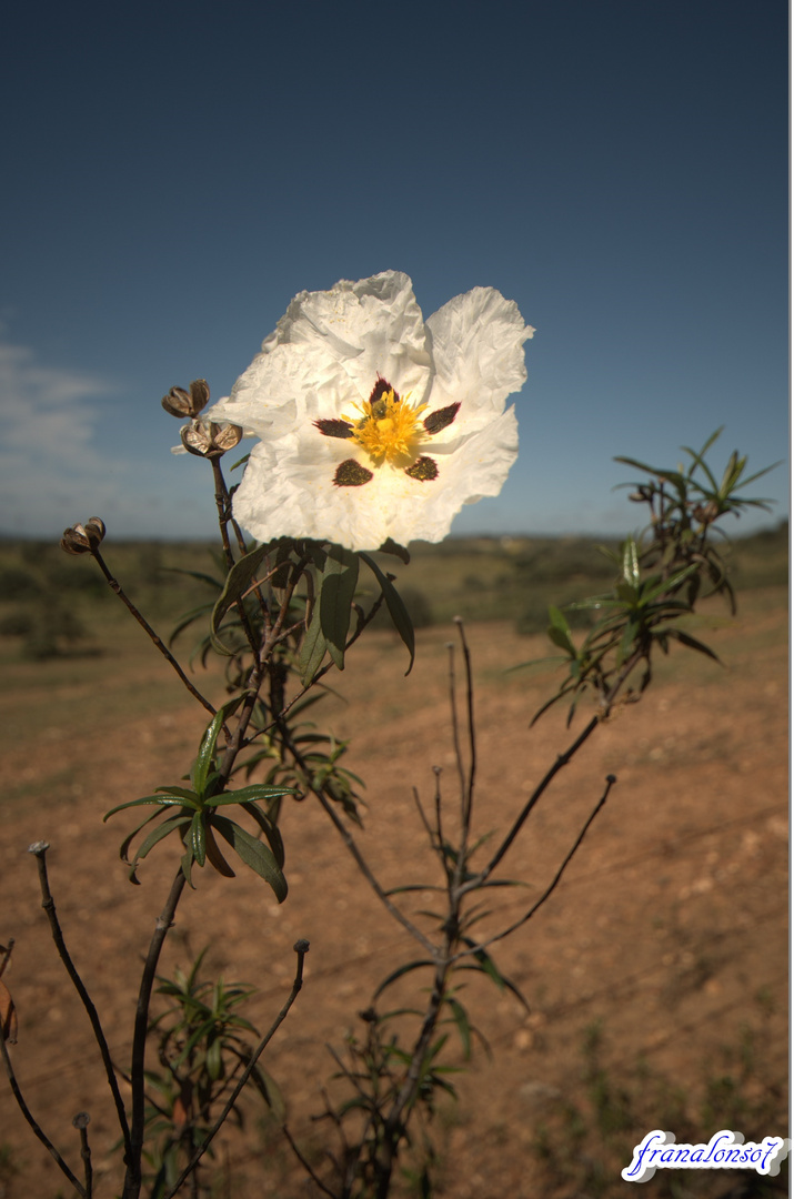 Flor de la Jara