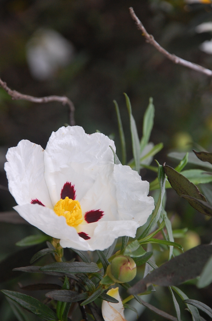 Flor de la Jara