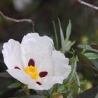 Flor de la Jara