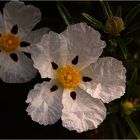 Flor de la jara o de la cinco llagas o....