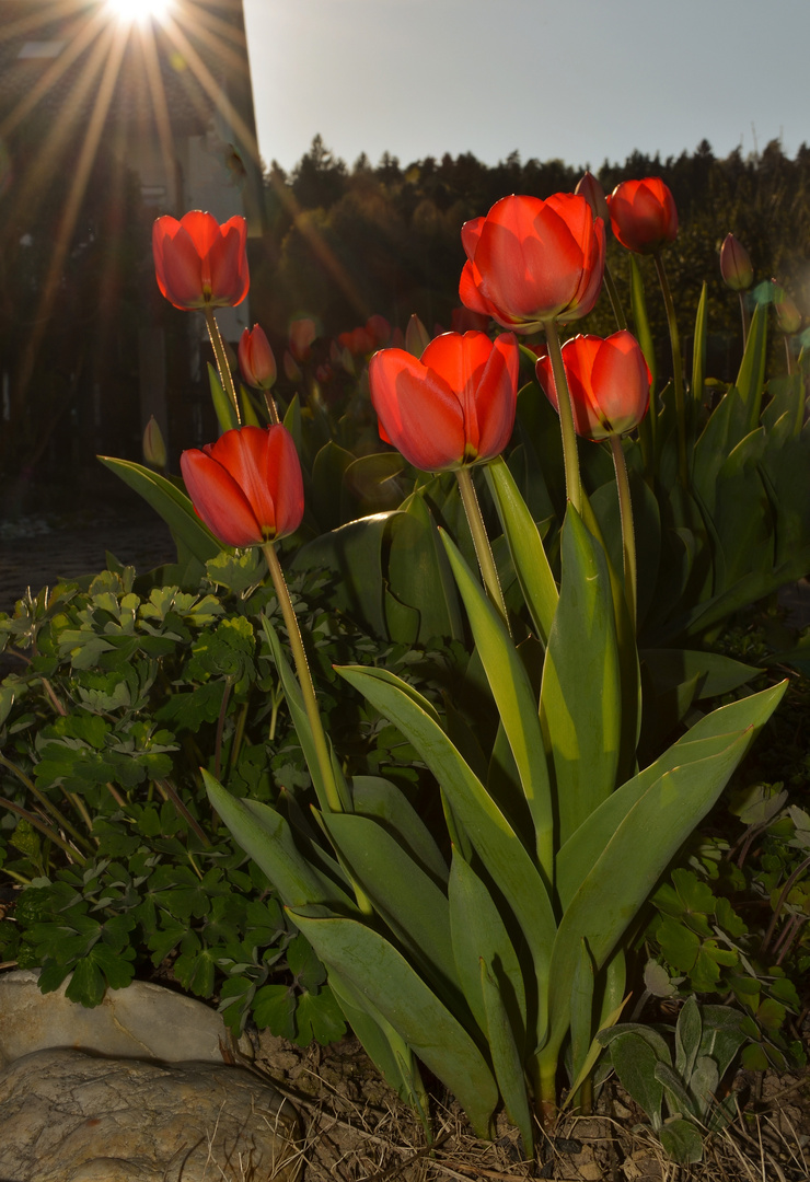 Flor de la Luz ...