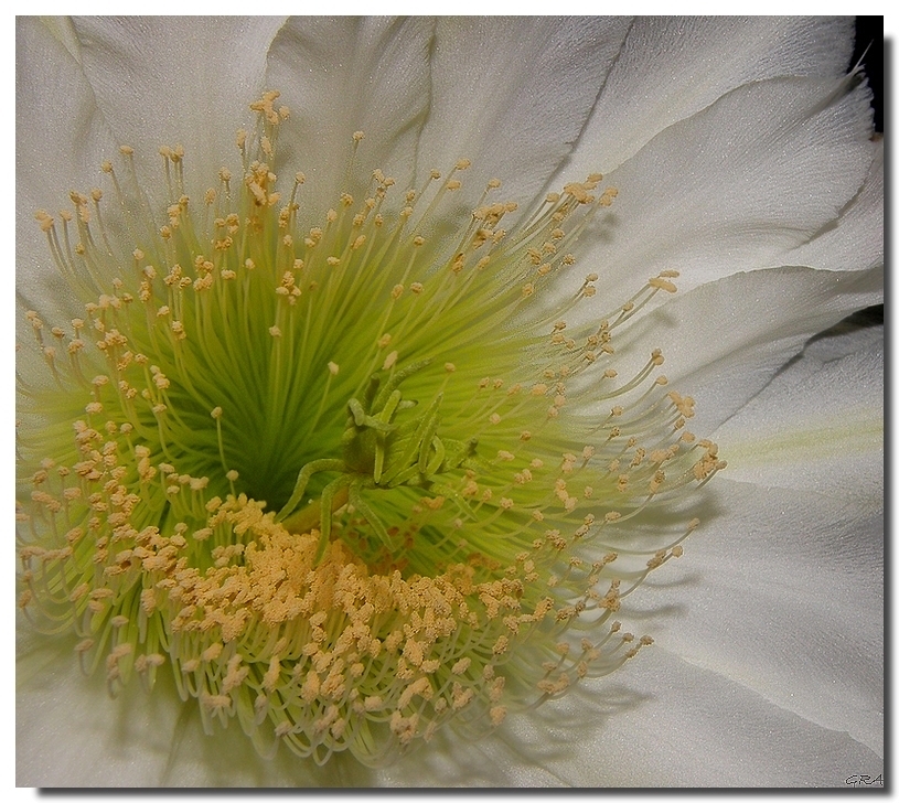 Flor de la noche III (para Maria João)