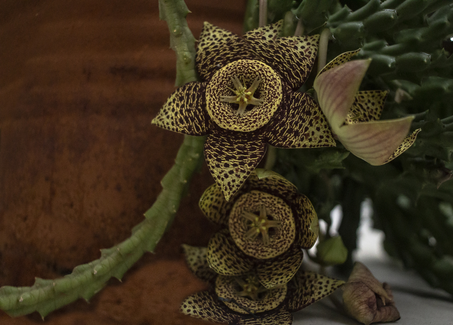 Flor de la orbea variegata -1